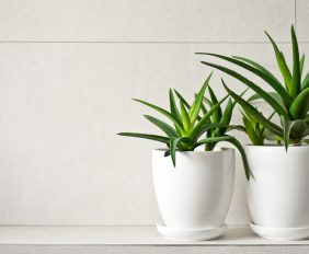 planten in donkere badkamer