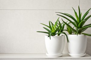 planten in donkere badkamer
