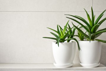planten in donkere badkamer