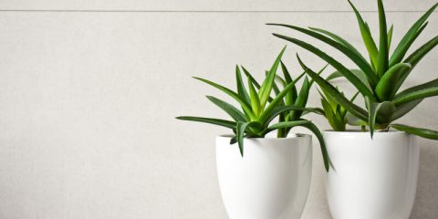 planten in donkere badkamer