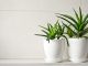 planten in donkere badkamer