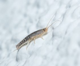 zilvervisjes in de badkamer
