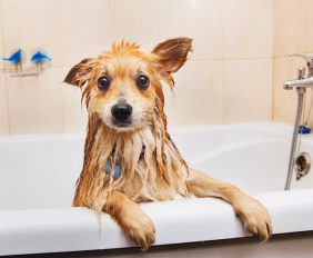 het juiste meubilair om je badkamer diervriendelijk maken