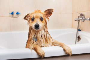 het juiste meubilair om je badkamer diervriendelijk maken